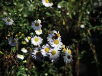 Aster_20231011 (6)